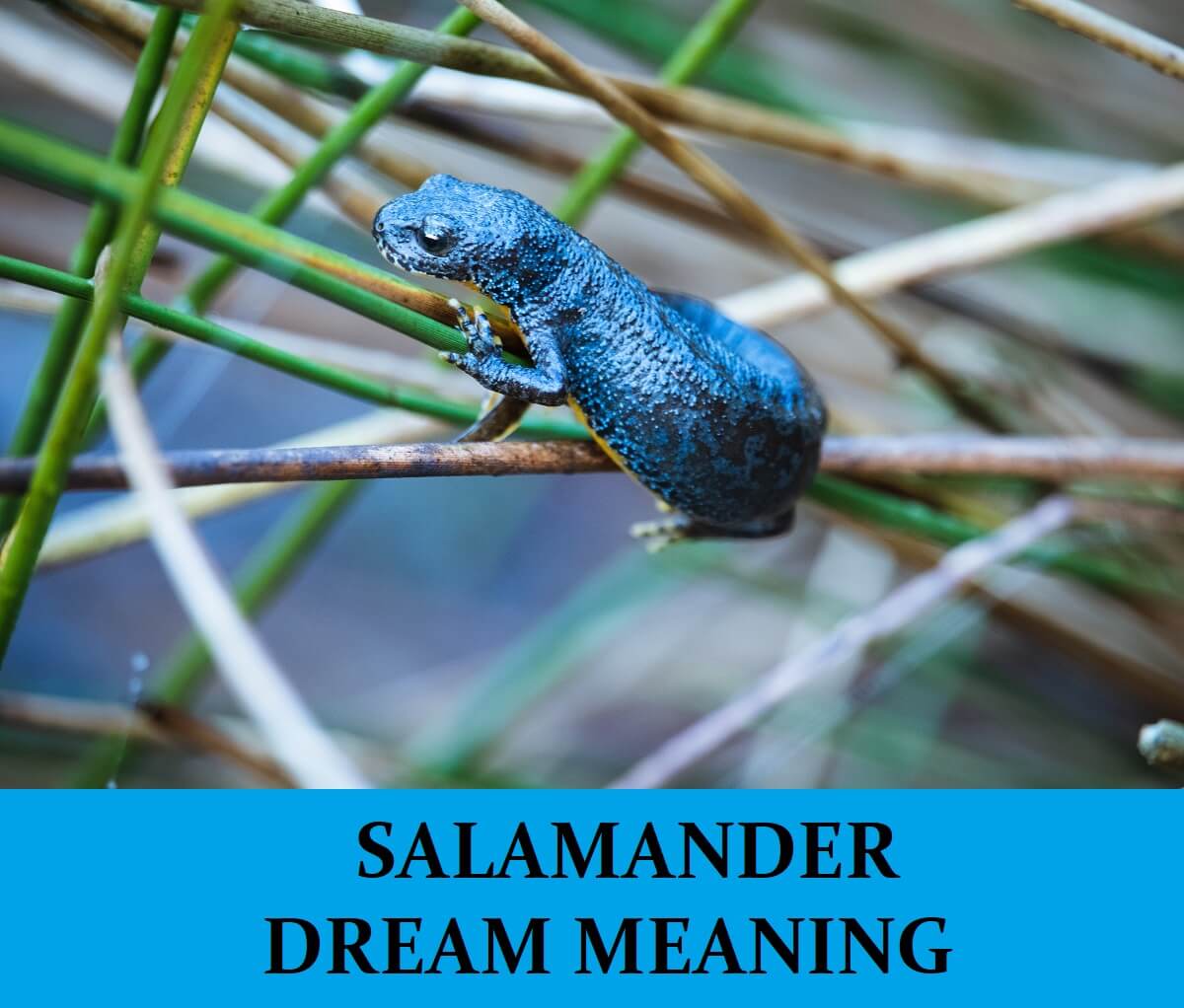 Dream About Salamanders