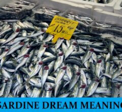 Dream About Sardine