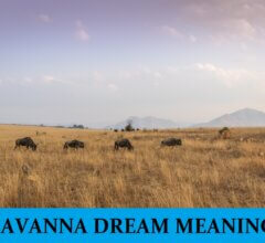Dream About Savanna