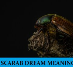 Dream About Scarabs