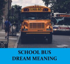 Dream About School Buses