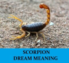 Dream About Scorpions