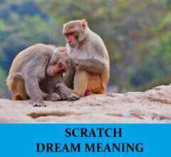Dream About Scratch