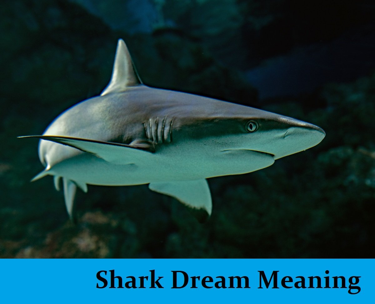 Dream About Sharks Meanings