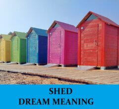 Dream About Sheds