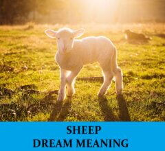 Dream About Sheeps
