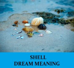 Dream About Shells