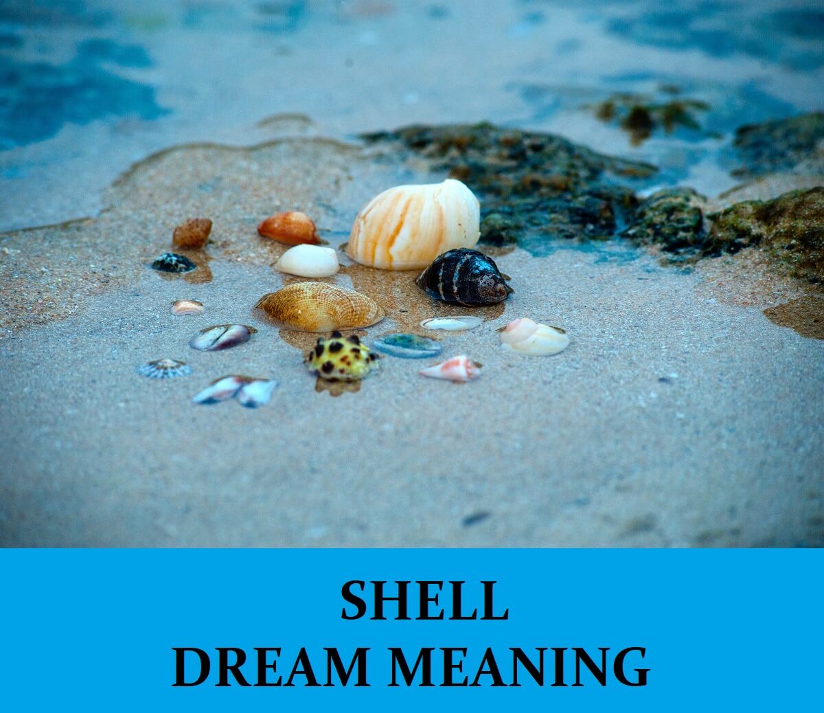 shell-dream-meaning-top-15-dreams-about-shells-dream-meaning-net