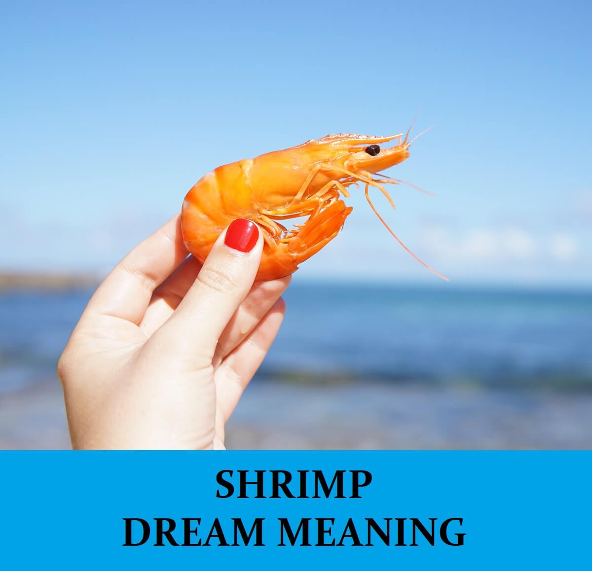 Dream About Shrimps