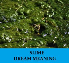 Dream About Slimes