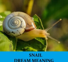 Dream About Snails