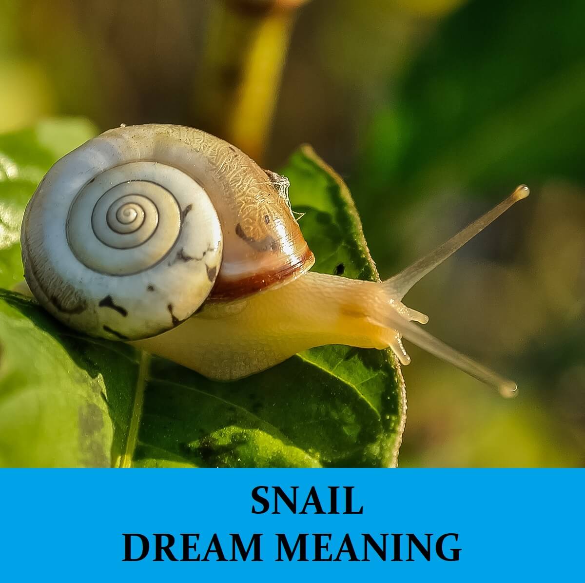 Dream About Snails