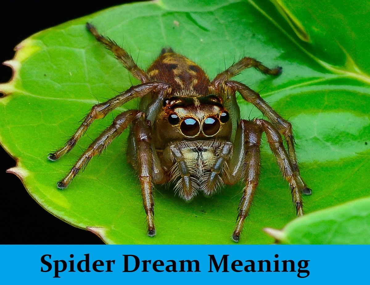 Dream About Spiders Meanings
