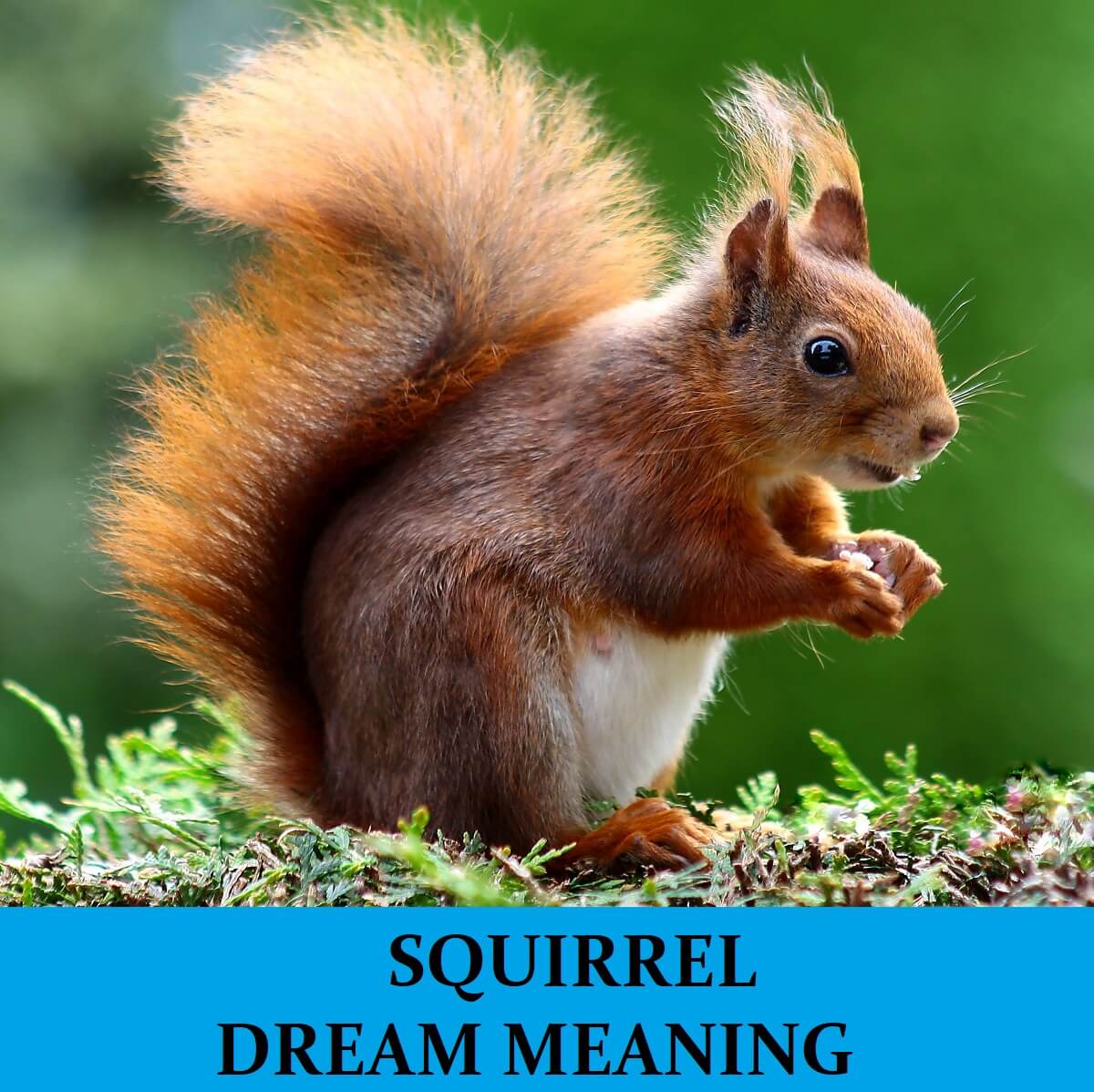 Dream About Squirrels