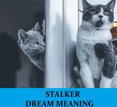 Dream About Stalkers