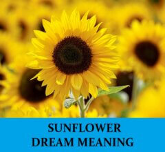 Dream About Sunflowers