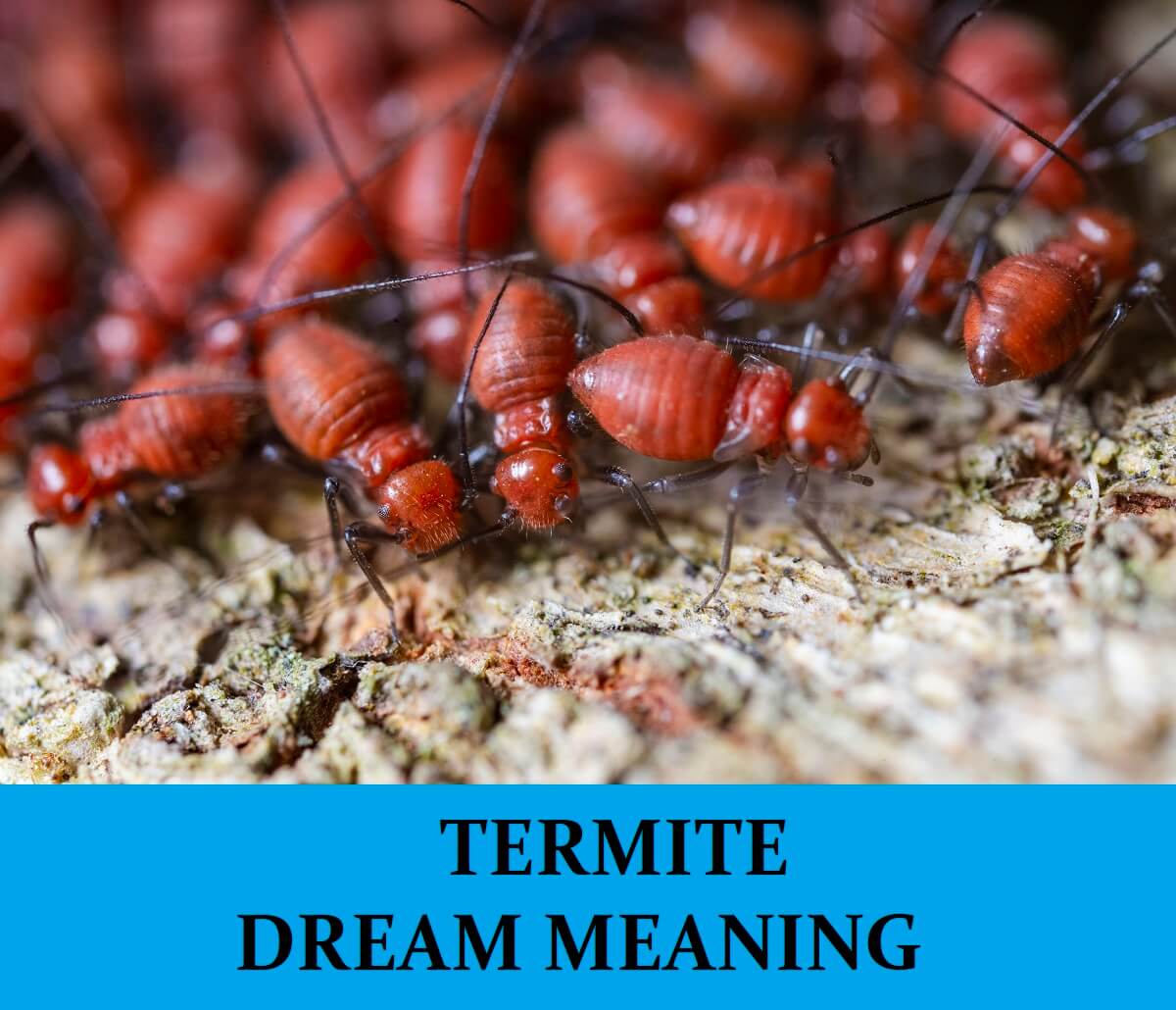 Dream About Termites