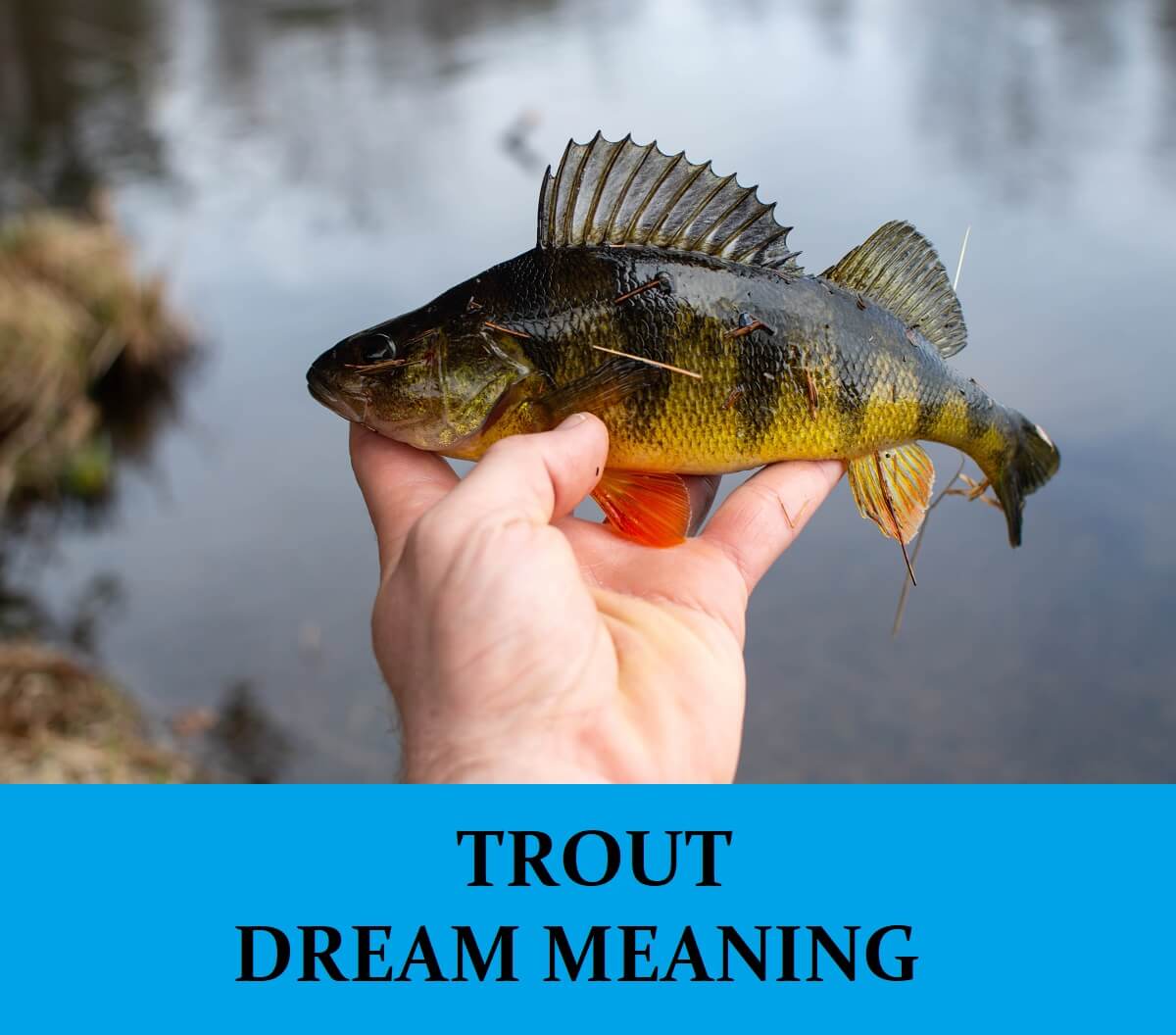 Trout Dream Meaning Top 4 Dreams About Trout Dream