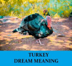 Dream About Turkey