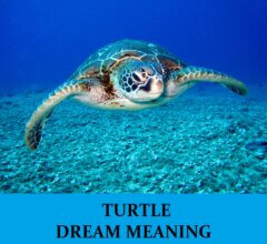 Dream About Turtles