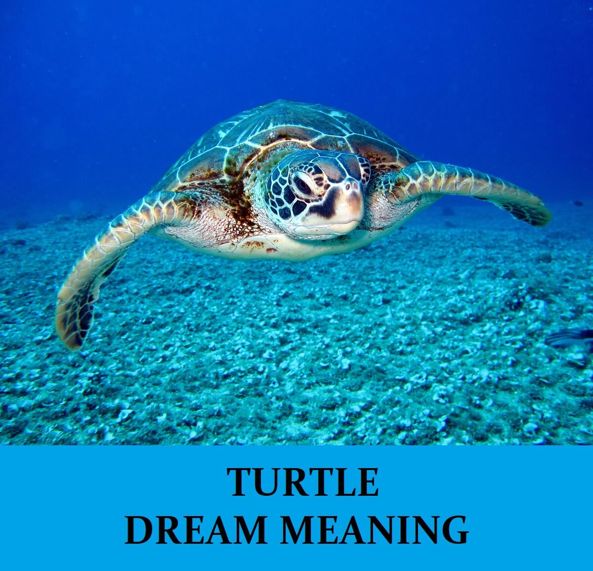 Dream About Turtles