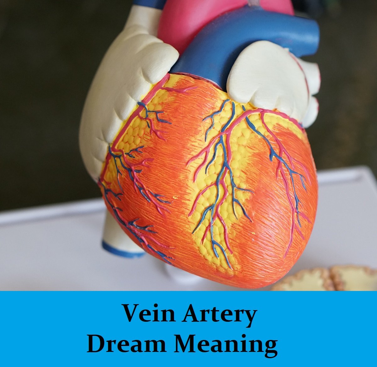 veins-dream-meaning-top-12-dreams-about-arteries-and-veins-dream