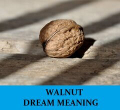 Dream About Walnuts