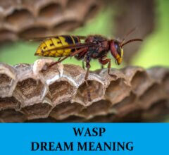 Dream About Wasps