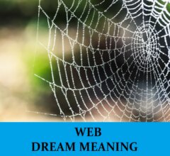 Dream About Webs
