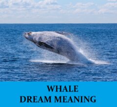 Dream About Whales