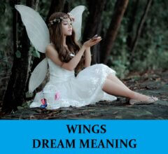 Dream About Wings