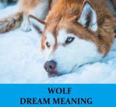Dream About Wolves
