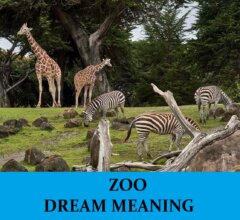 Dream About Zoos